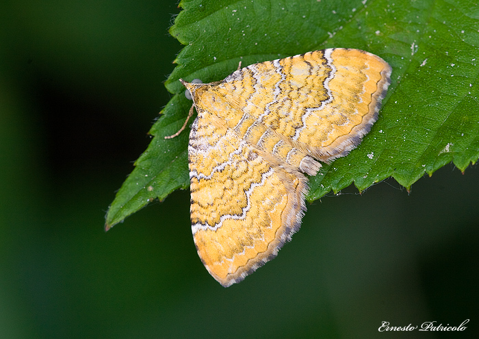 geometridae da identificare - Camptogramma bilineata